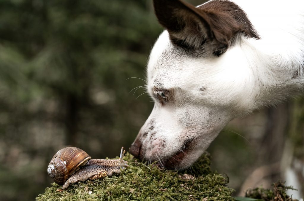 can a dog get lungworm from licking a slug