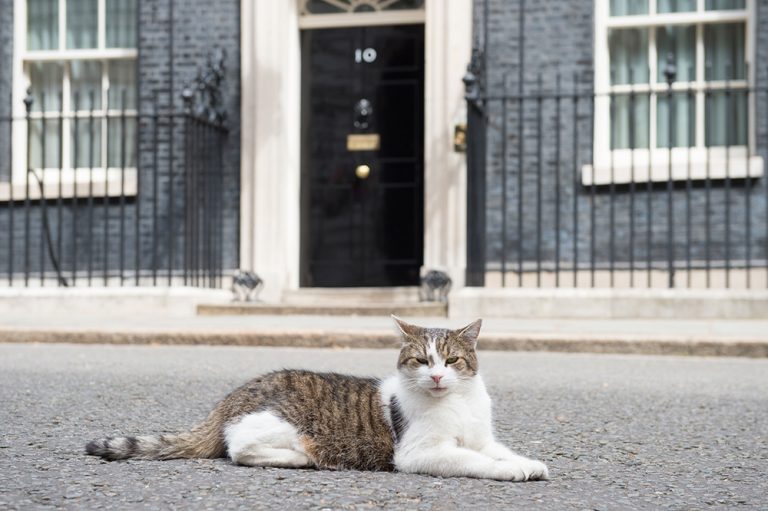 A Decade At No. 10 For Downing Street Larry, The Rescue Cat - The 