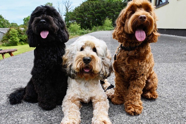 Cockapoo breeders sales