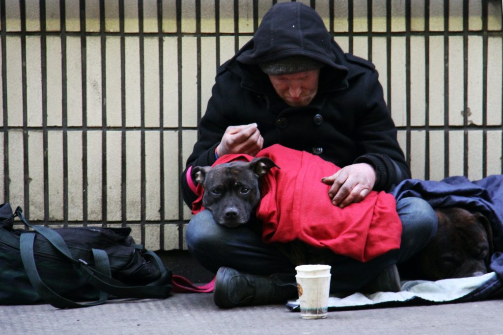 how many dogs in the uk are homeless