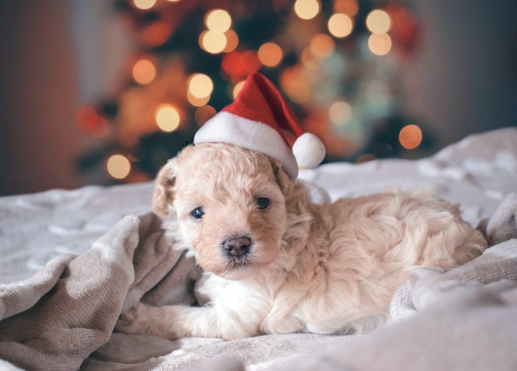 dog wearing Christmas hat