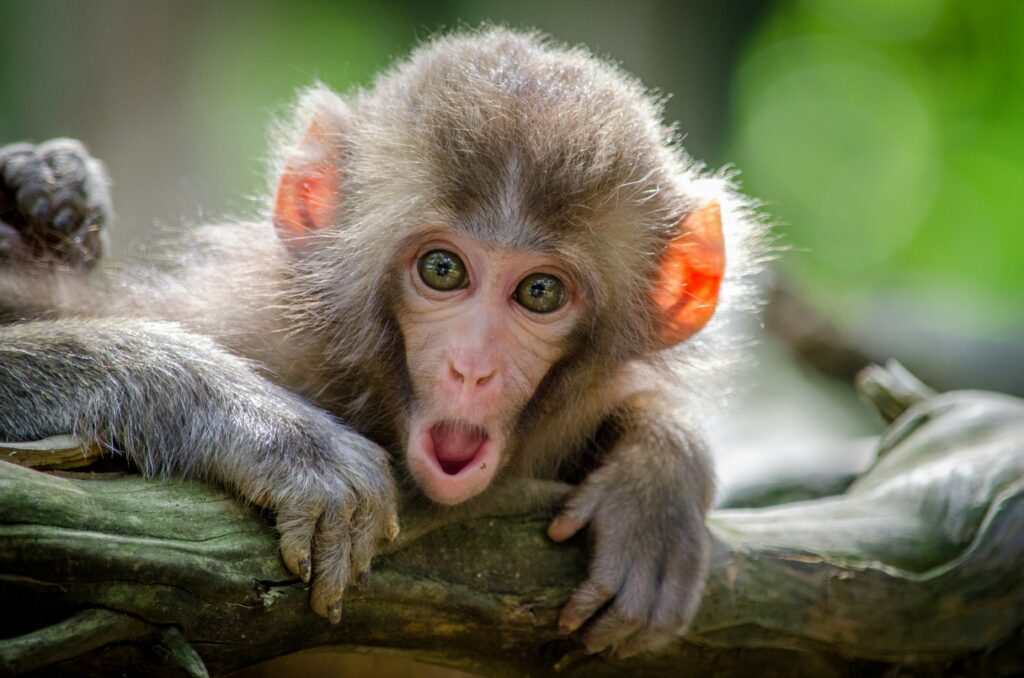 Young Marmoset monkey looking at camera