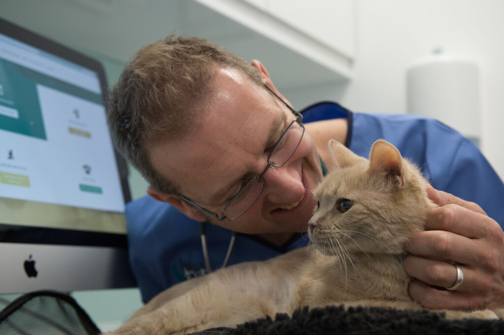 Dr Campbell examines a cat