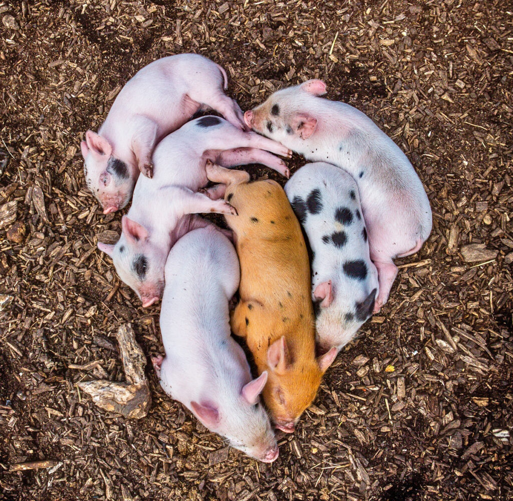 piglets in the shape of a heart 