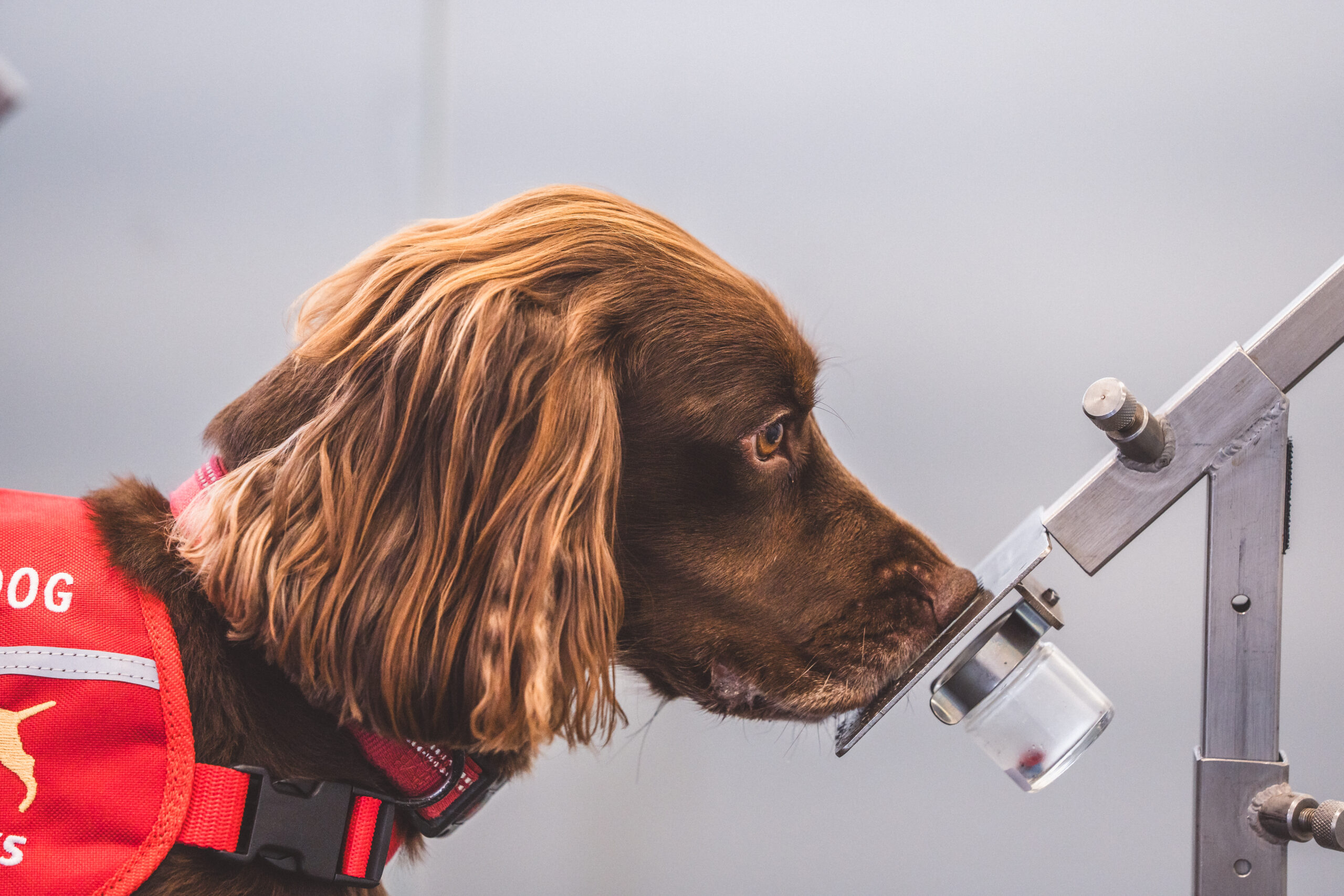 Sniffing Out Cancer: Dogs Trained to Detect Bowel Cancer Using Urine Samples