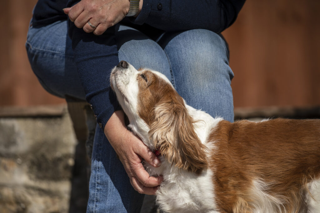 Cavalier Spaniel 
