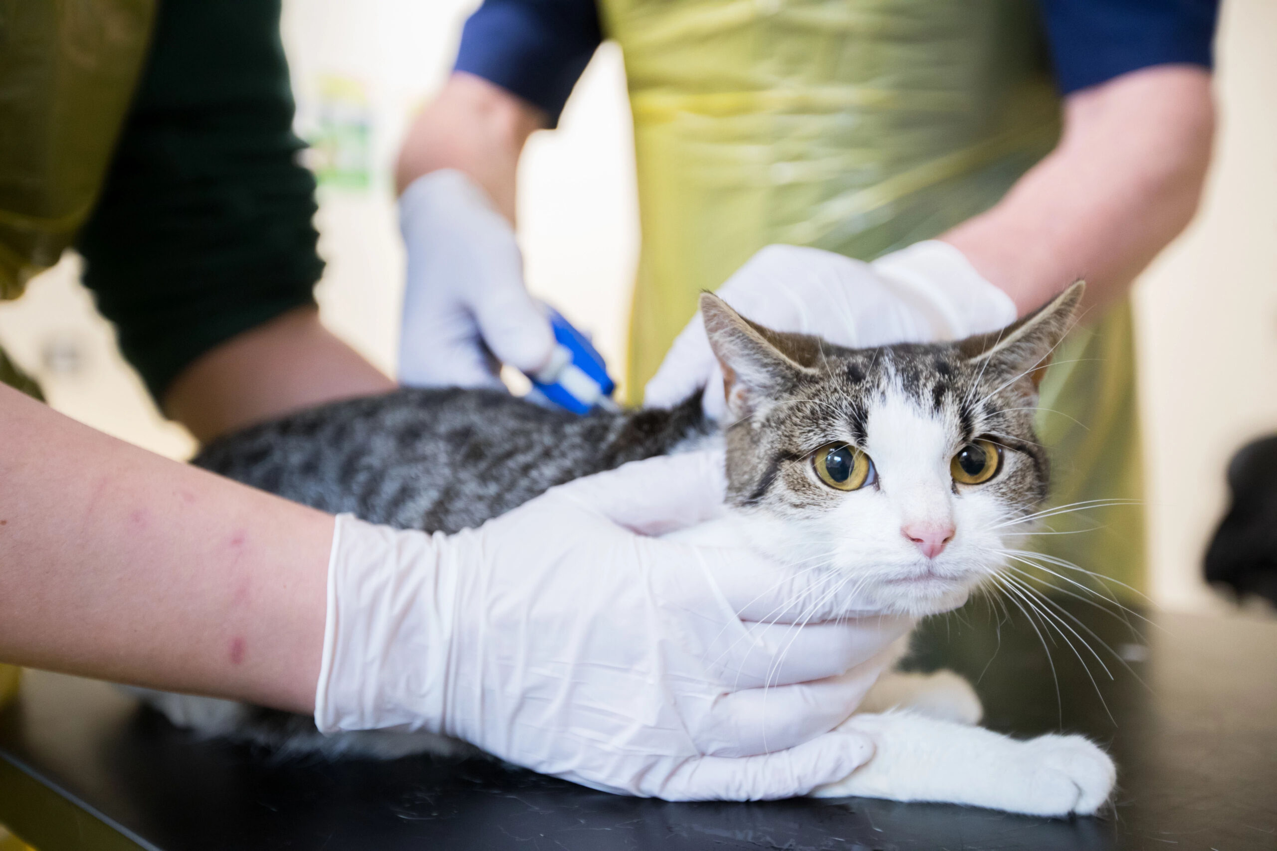 New Compulsory Microchipping Law for Cats but 2.2 Million Still Unchipped