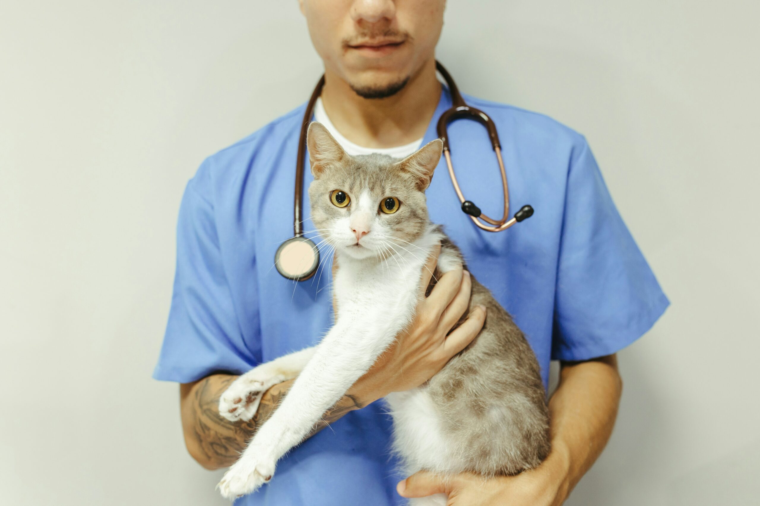 cat being held by vet