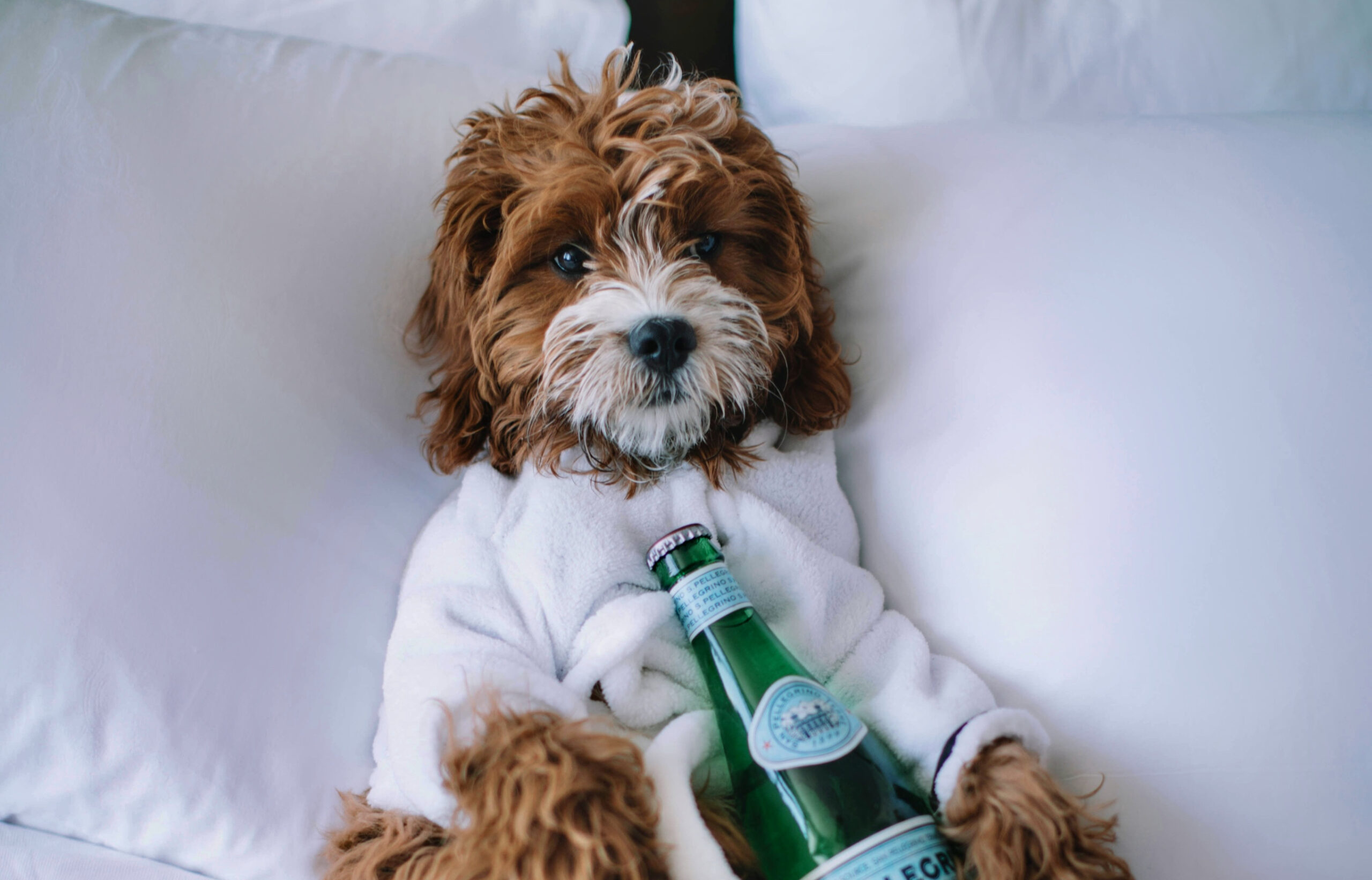 Hotels Are Taking The Biscuit: Holiday Tax On Our Four-Legged Friends