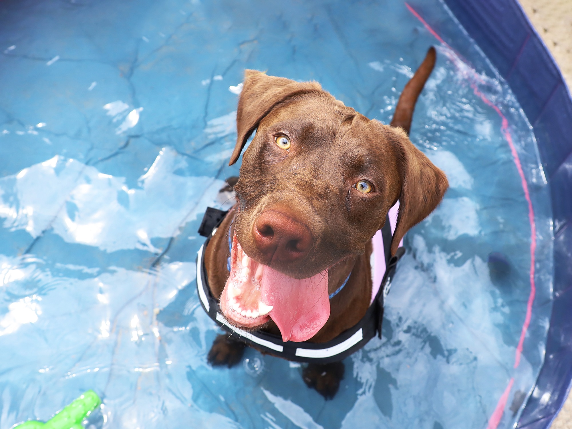 Loki the Lab cooling down in a paddling pool