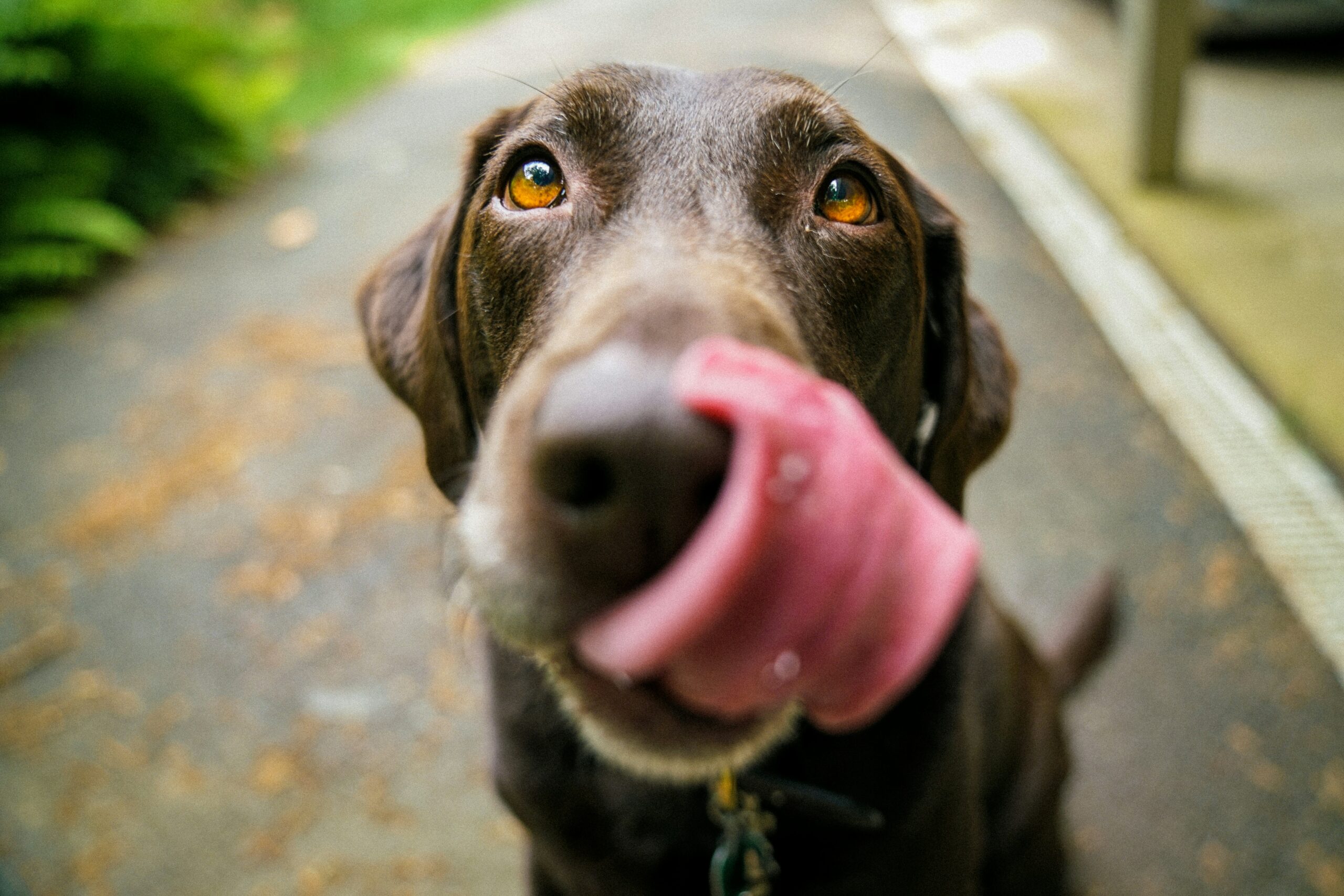 Sniffing Out Stress: How Human Emotions Impact Dogs’ Mood and Choices