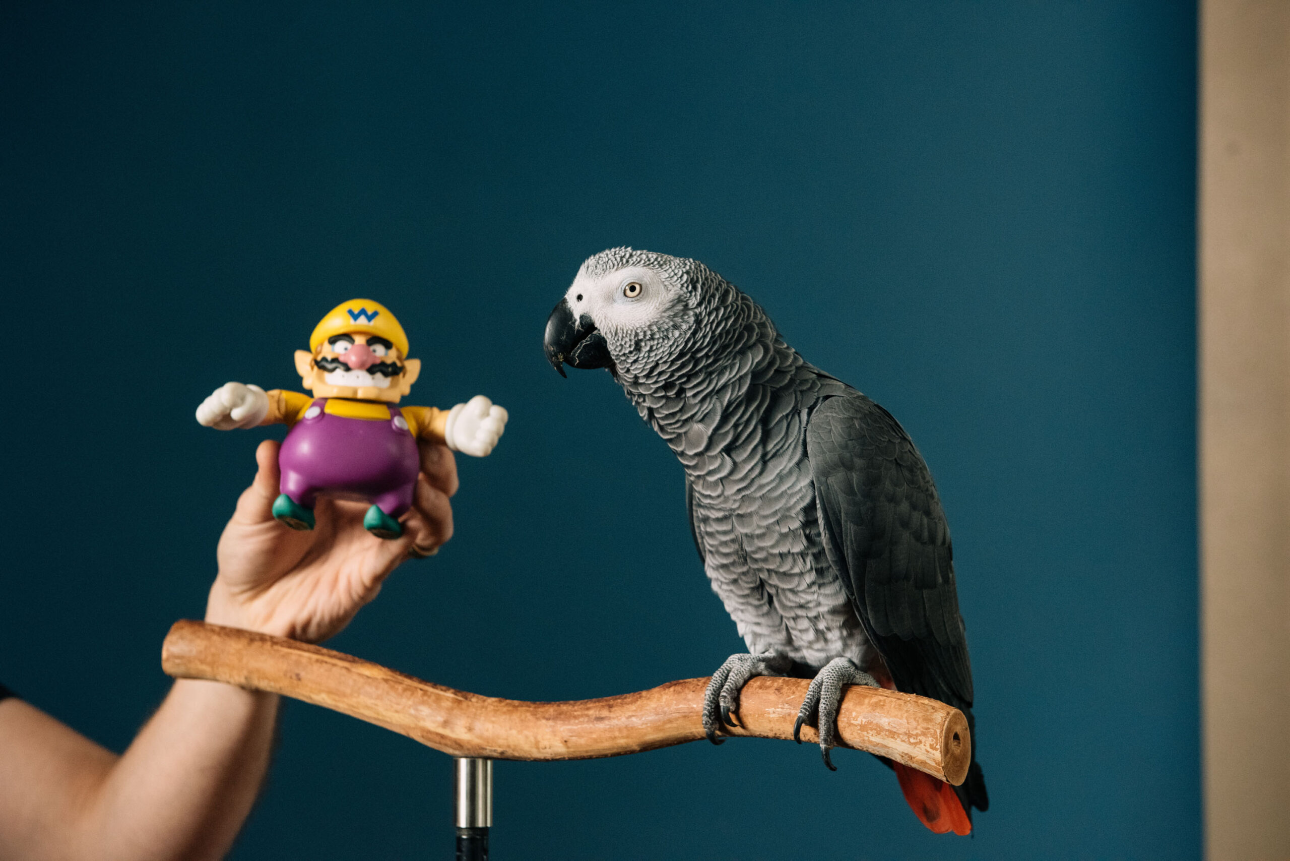 TikTok Sensation Apollo Breaks Record For Most Items Identified By A Parrot