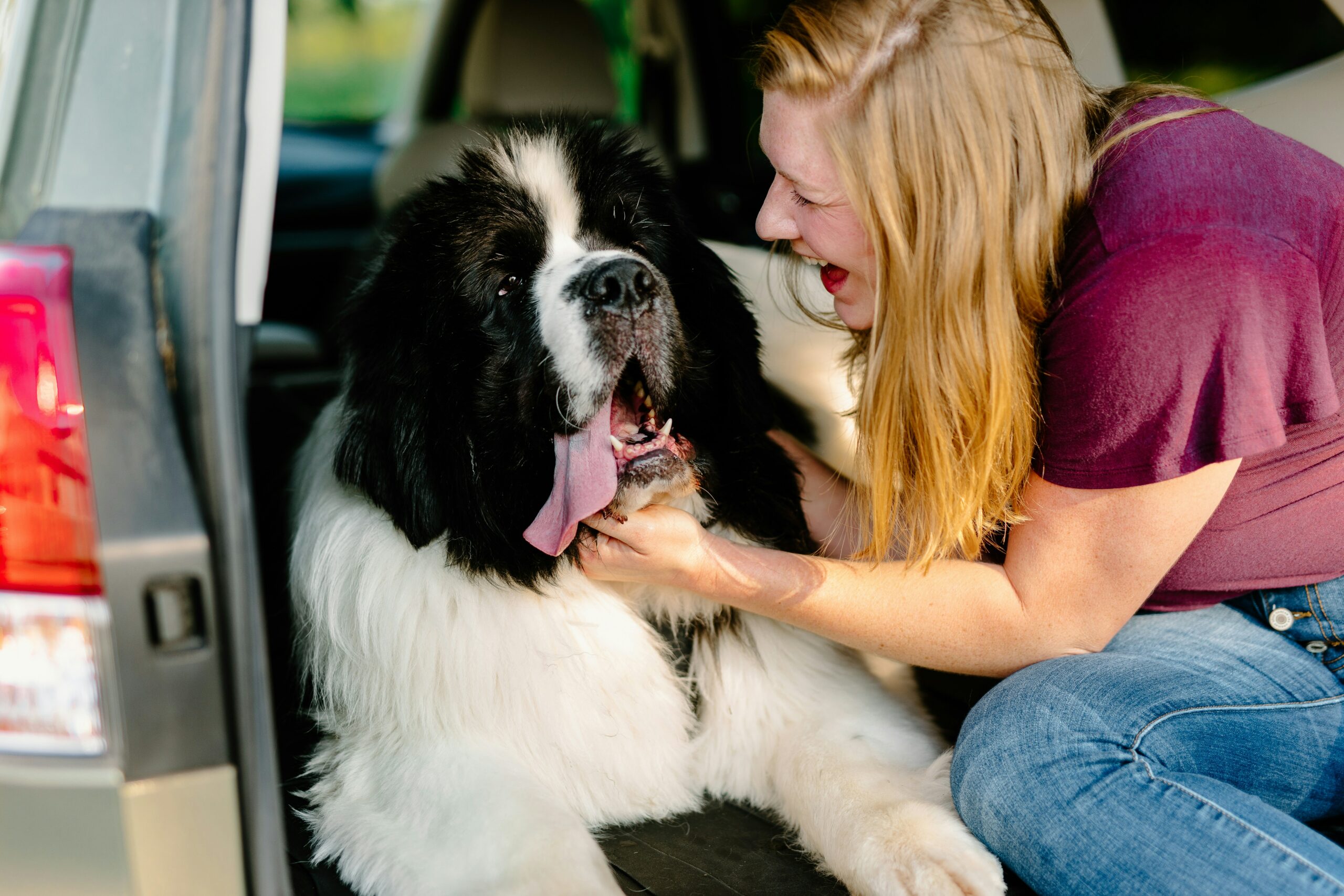 Planning a Road Trip with Large Dog Breeds 