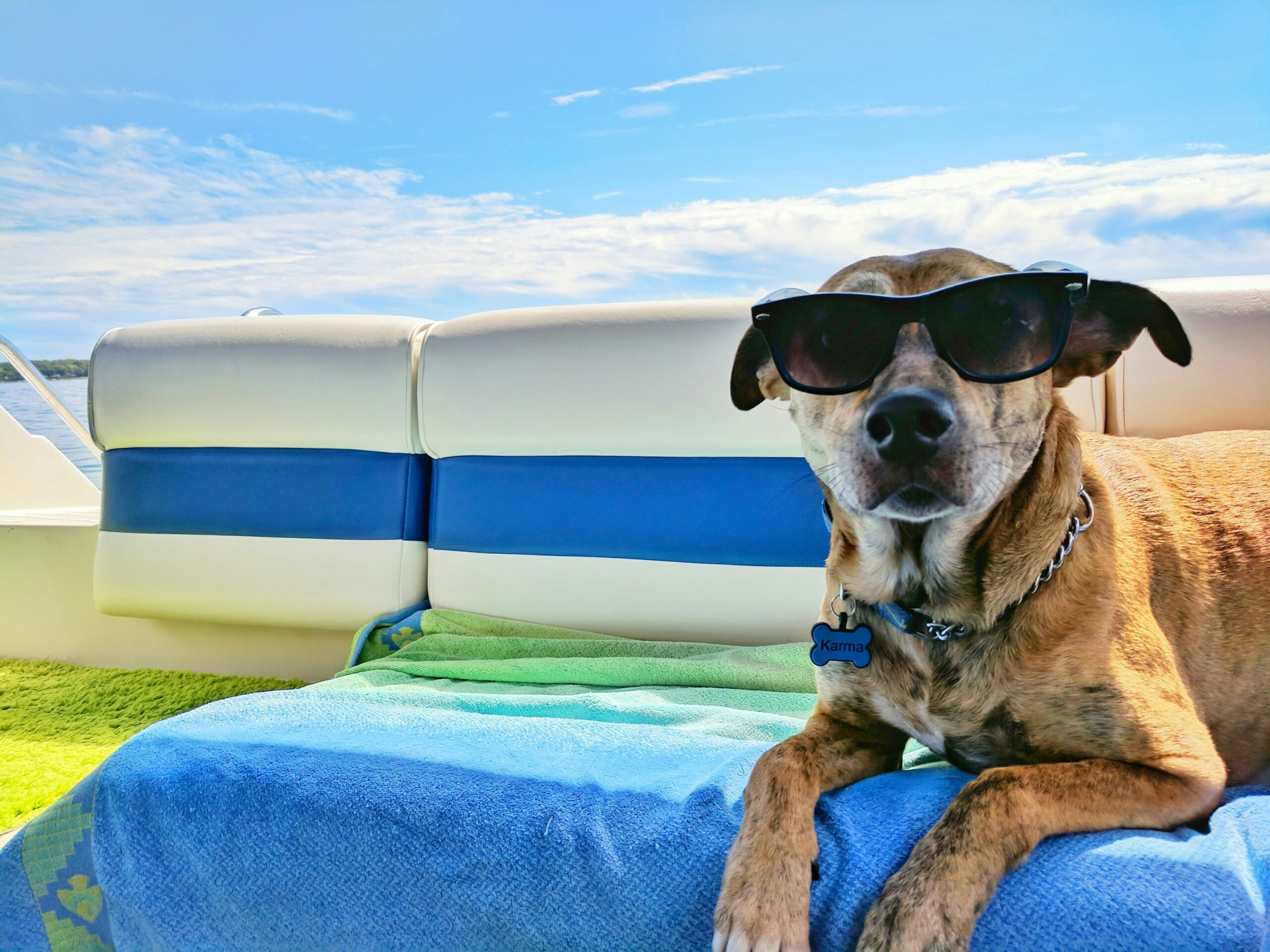 Travelling with Pets this Bank Holiday Weekend? Vet Expert Answers Pet Owners’ Top Five Holiday Questions