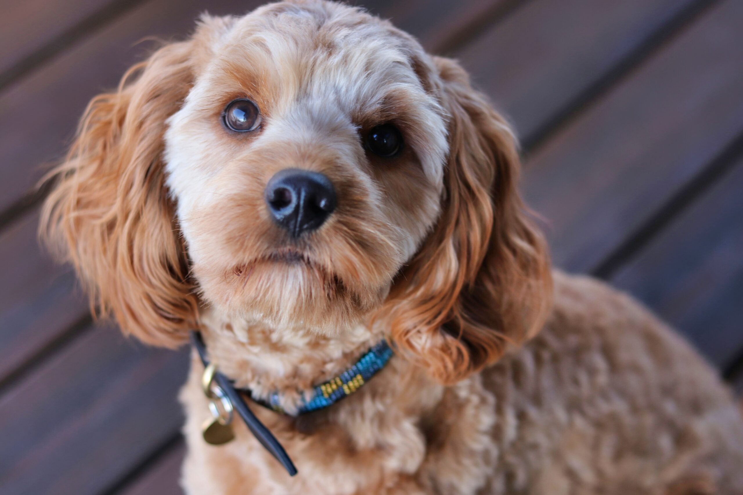 Cavapoo