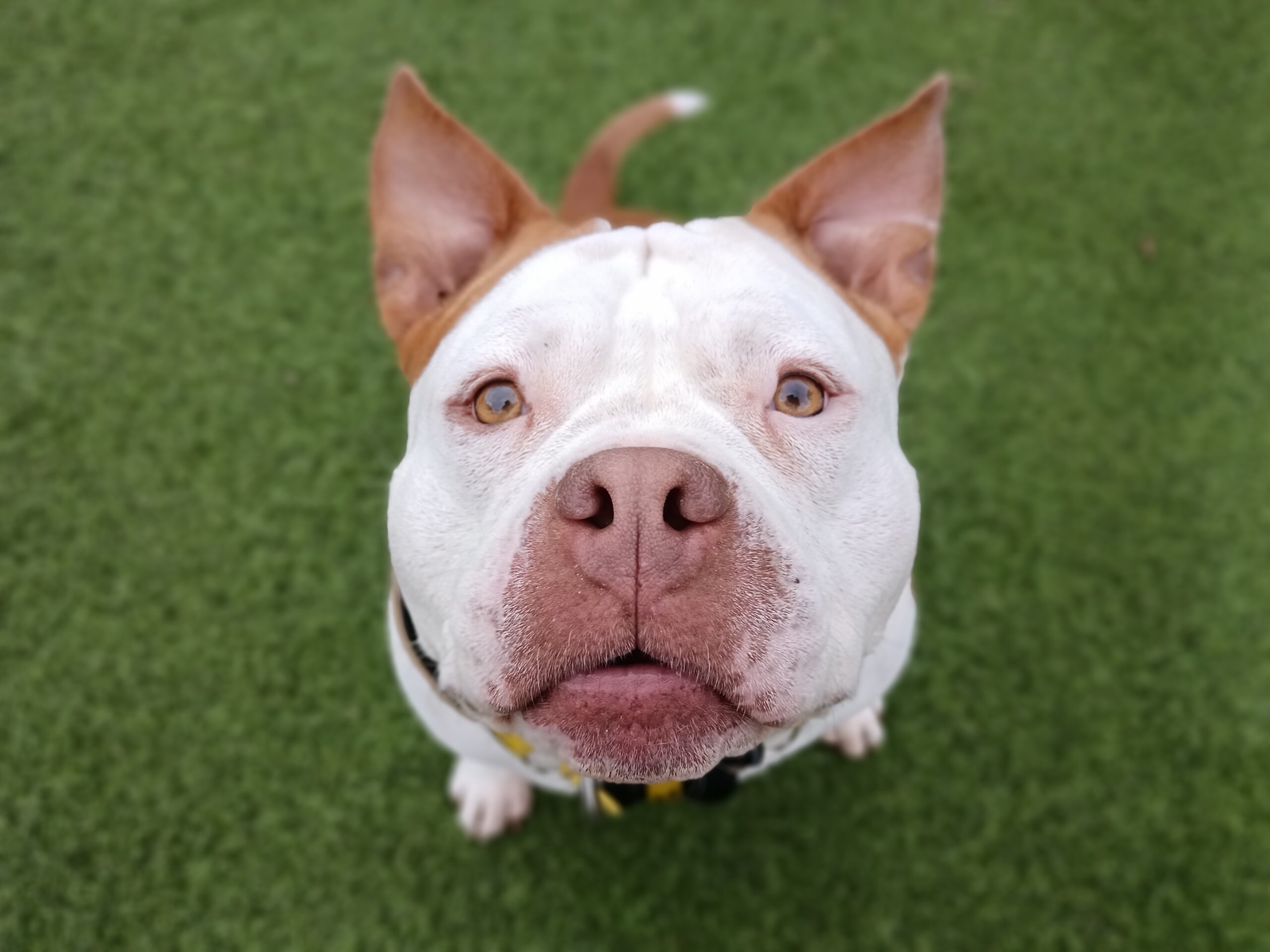 Rescue of the Week: Meet Maggie, the Pocket Bulldog Looking for Love