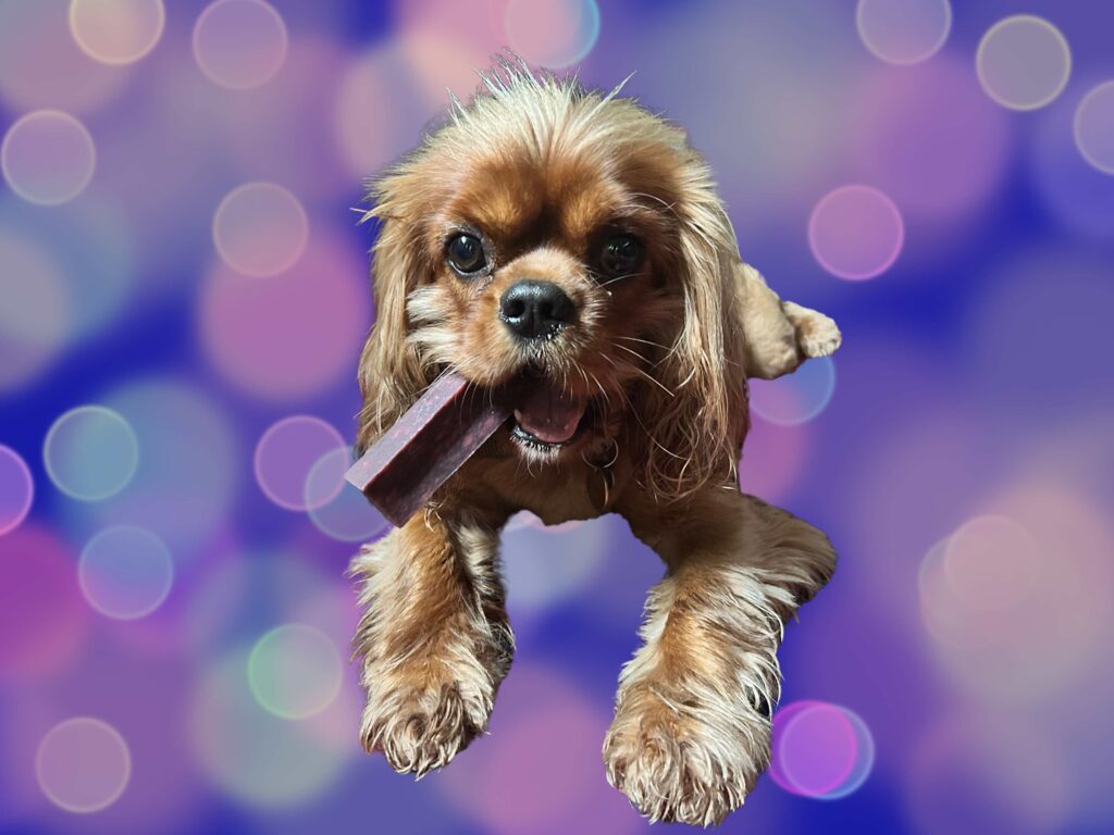 Rowan the Cavalier King Charles Spaniel against sparkly background