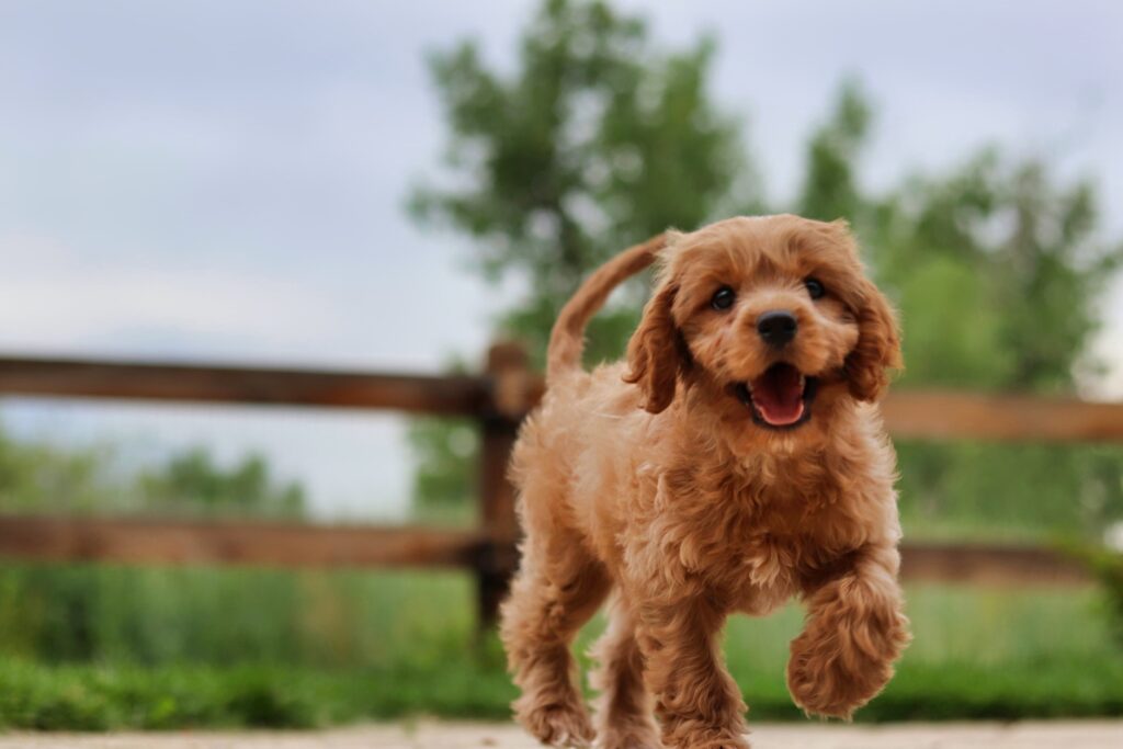 Cavapoo