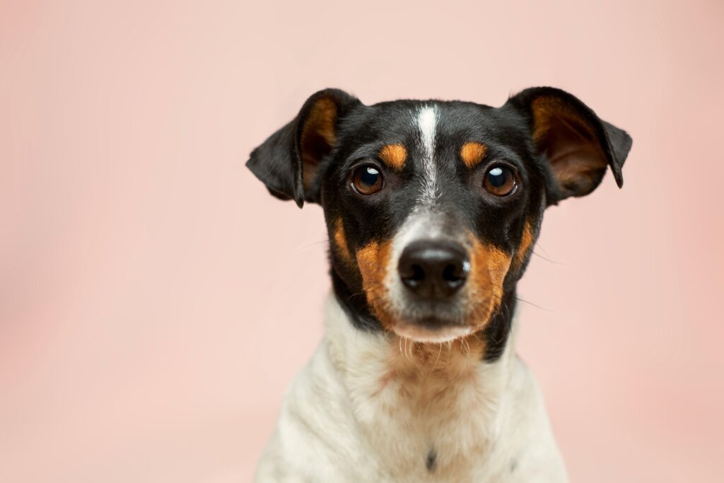 Jack Russell looking at camera