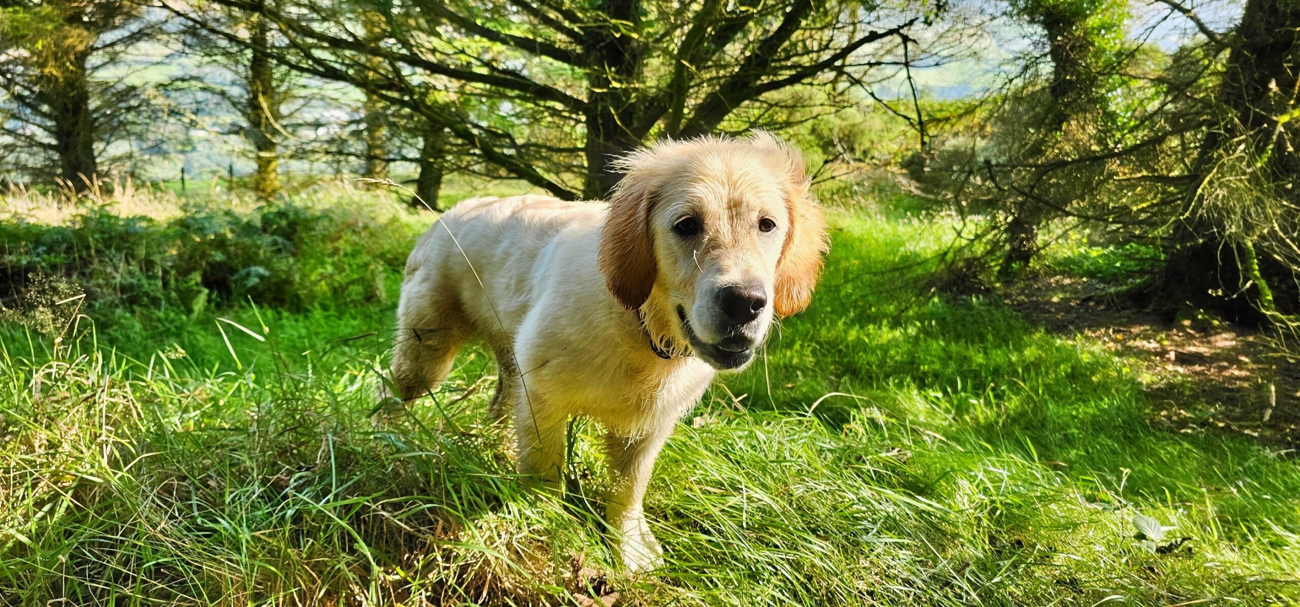 Golden retriever pup Jadzia