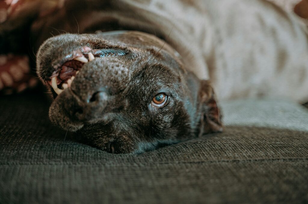 Dog lying down