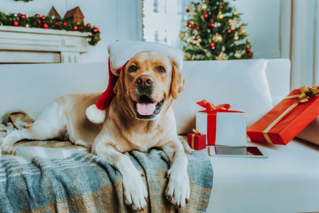 Dog at Christmas