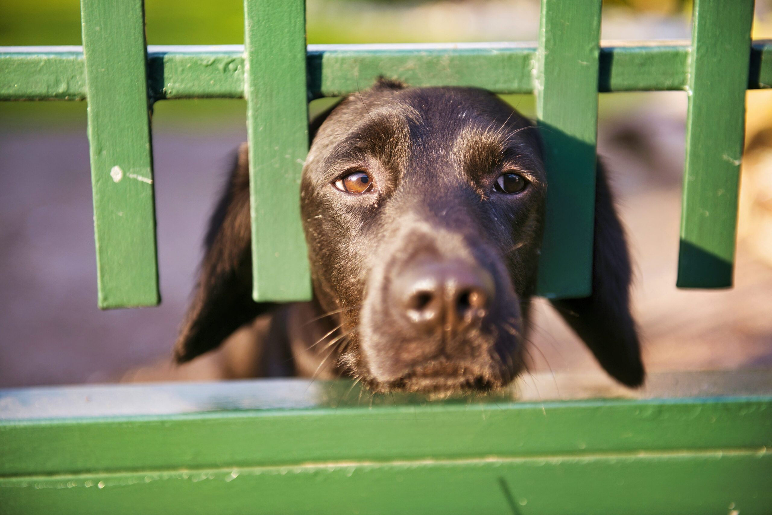 Simple Steps That Could Save Your Pet’s Life 